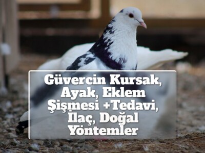 Güvercin Kursak, Ayak, Eklem Şişmesi +Tedavi, İlaç, Doğal Yöntemler