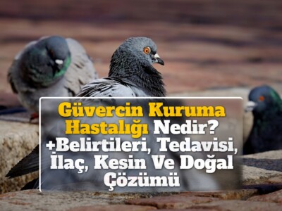 Güvercin Kuruma Hastalığı Nedir? +Belirtileri, Tedavisi, İlaç, Kesin Ve Doğal Çözümü