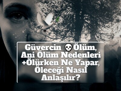 Güvercin Ölüm, Ani Ölüm Nedenleri +Ölürken Ne Yapar, Öleceği Nasıl Anlaşılır?