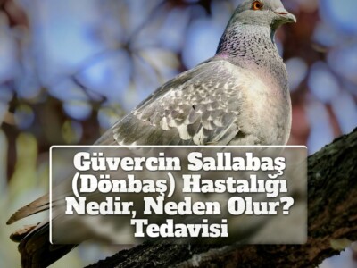 Güvercin Sallabaş (Dönbaş) Hastalığı Nedir, Neden Olur? Tedavisi