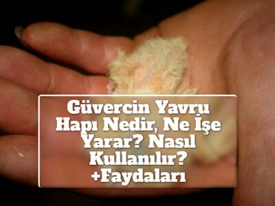 Güvercin Yavru Hapı Nedir, Ne İşe Yarar? Nasıl Kullanılır? +Faydaları