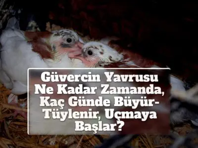 Güvercin Yavrusu Ne Kadar Zamanda, Kaç Günde Büyür-Tüylenir, Uçmaya Başlar?