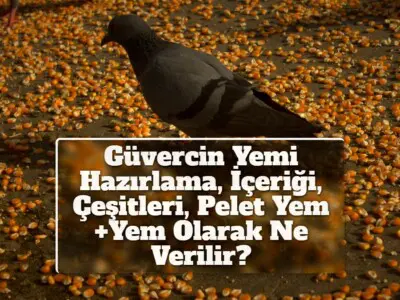 Güvercin Yemi Hazırlama, İçeriği, Çeşitleri, Pelet Yem +Yem Olarak Ne Verilir?