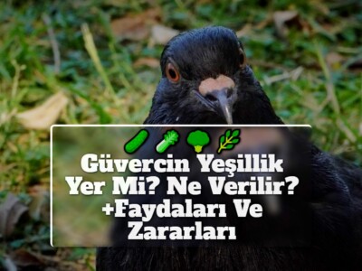 Güvercin Yeşillik Yer Mi? Ne Verilir? +Faydaları Ve Zararları