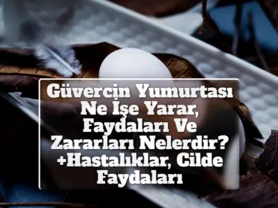 Güvercin Yumurtası Ne İşe Yarar, Faydaları Ve Zararları Nelerdir? +Hastalıklar, Cilde Faydaları 