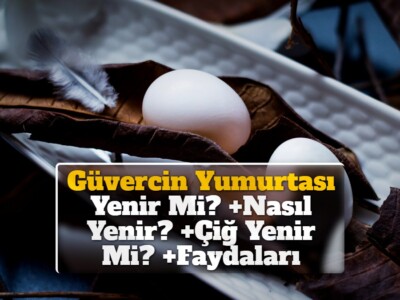 Güvercin Yumurtası Yenir Mi? +Nasıl Yenir? +Çiğ Yenir Mi? +Faydaları