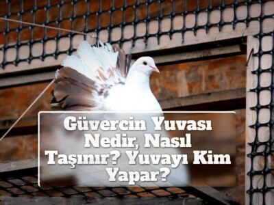 Güvercin Yuvası Nedir, Nasıl Taşınır? Yuvayı Kim Yapar?