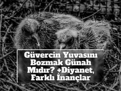 Güvercin Yuvasını Bozmak Günah Mıdır? +Diyanet, Farklı İnançlar