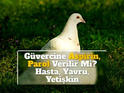 Güvercine Aspirin, Parol Verilir Mi? Hasta, Yavru, Yetişkin