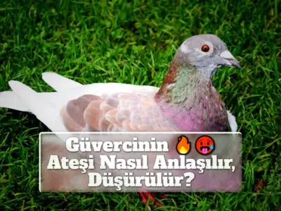 Güvercinin Ateşi Nasıl Anlaşılır, Düşürülür?