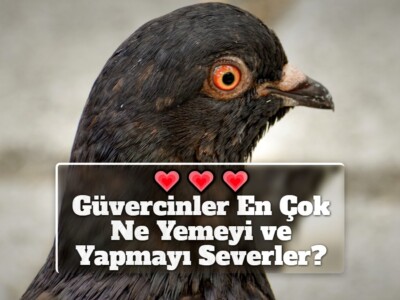 Güvercinler En Çok Ne Yemeyi ve Yapmayı Severler?