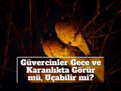 Güvercinler Gece ve Karanlıkta Görür mü, Uçabilir mi?