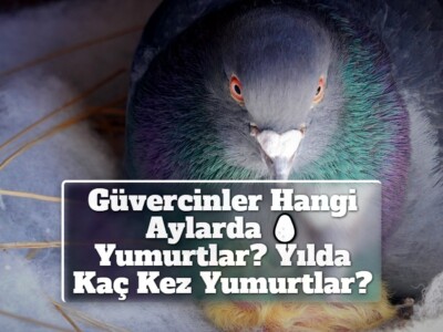 Güvercinler Hangi Aylarda Yumurtlar? Yılda Kaç Kez Yumurtlar?