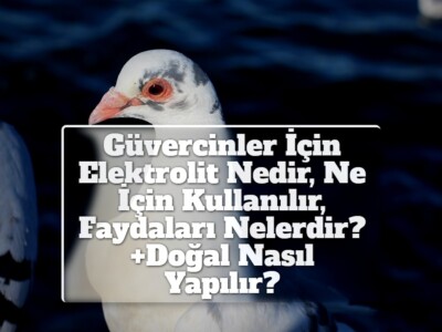 Güvercinler İçin Elektrolit Nedir, Ne İçin Kullanılır, Faydaları Nelerdir? +Doğal Nasıl Yapılır?