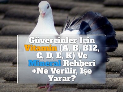 Güvercinler İçin Vitamin (A, B, B12, C, D, E, K) Ve Mineral Rehberi +Ne Verilir, İşe Yarar?
