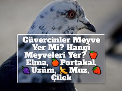 Güvercinler Meyve Yer Mi? Hangi Meyveleri Yer? Elma, Portakal, Üzüm, Muz, Çilek