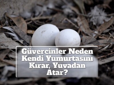 Güvercinler Neden Kendi Yumurtasını Kırar, Yuvadan Atar?