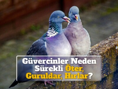 Güvercinler Neden Sürekli Öter, Guruldar, Hırlar?