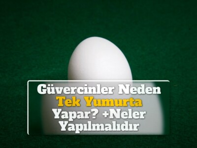 Güvercinler Neden Tek Yumurta Yapar? +Neler Yapılmalıdır