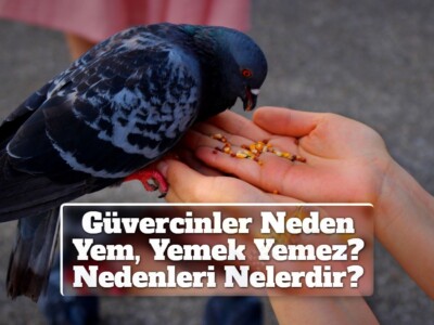 Güvercinler Neden Yem, Yemek Yemez? Nedenleri Nelerdir?