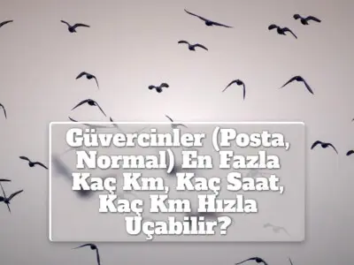 Güvercinler (Posta, Normal) En Fazla Kaç Km, Kaç Saat, Kaç Km Hızla Uçabilir?