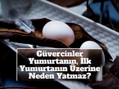 Güvercinler Yumurtanın, İlk Yumurtanın Üzerine Neden Yatmaz?