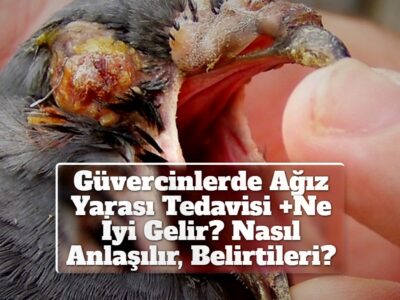 Güvercinlerde Ağız Yarası Tedavisi +Ne İyi Gelir? Nasıl Anlaşılır, Belirtileri?