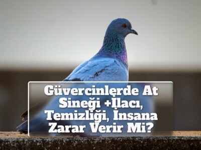 Güvercinlerde At Sineği +İlacı, Temizliği, İnsana Zarar Verir Mi?