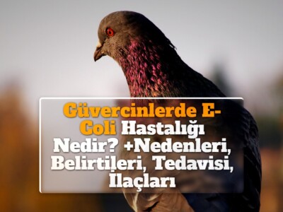 Güvercinlerde E-Coli Hastalığı Nedir? +Nedenleri, Belirtileri, Tedavisi, İlaçları