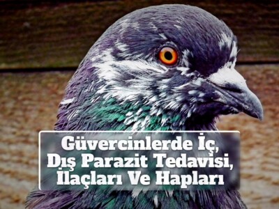 Güvercinlerde İç, Dış Parazit Tedavisi, İlaçları Ve Hapları