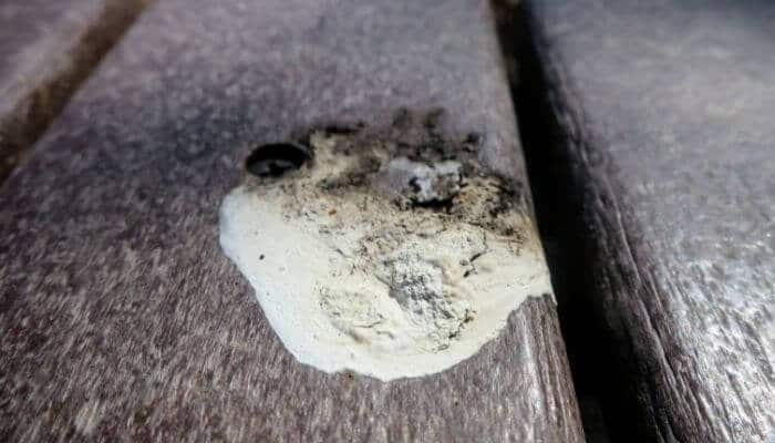 Güvercinlerde İshale Ne İyi Gelir, Nedenleri, Çeşitleri Ve İlaç-Doğal Tedavi +Sulu, Yeşil, Beyaz Kaka