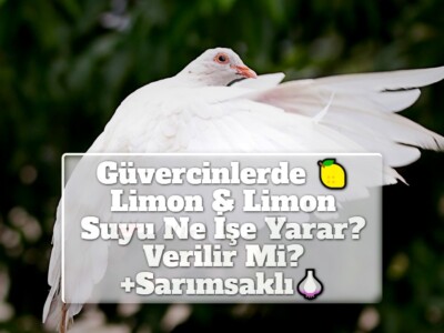 Güvercinlerde Limon & Limon Suyu Ne İşe Yarar? Verilir Mi? +Sarımsaklı