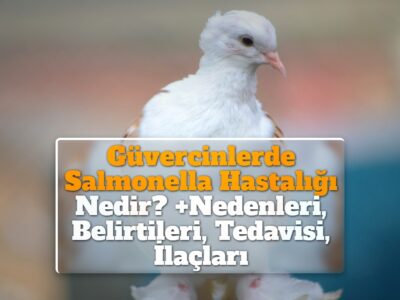 Güvercinlerde Salmonella Hastalığı Nedir? +Nedenleri, Belirtileri, Tedavisi, İlaçları