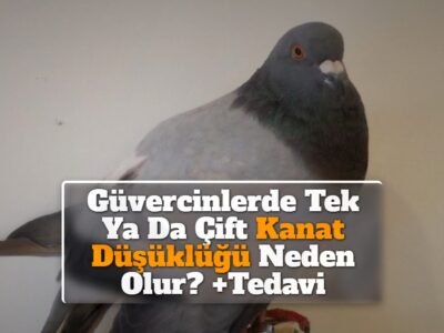 Güvercinlerde Tek Ya Da Çift Kanat Düşüklüğü Neden Olur? +Tedavi