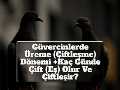 Güvercinlerde Üreme (Çiftleşme) Dönemi +Kaç Günde Çift (Eş) Olur Ve Çiftleşir?