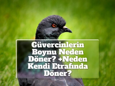 Güvercinlerin Boynu Neden Döner? +Neden Kendi Etrafında Döner?