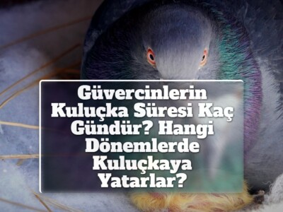 Güvercinlerin Kuluçka Süresi Kaç Gündür? Hangi Dönemlerde Kuluçkaya Yatarlar? 