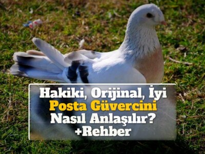 Hakiki, Orijinal, İyi Posta Güvercini Nasıl Anlaşılır? +Rehber