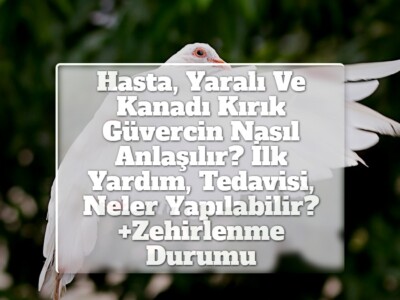 Hasta, Yaralı Ve Kanadı Kırık Güvercin Nasıl Anlaşılır? İlk Yardım, Tedavisi, Neler Yapılabilir? +Zehirlenme Durumu