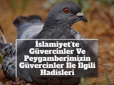 İslamiyet’te Güvercinler Ve Peygamberimizin Güvercinler İle İlgili Hadisleri
