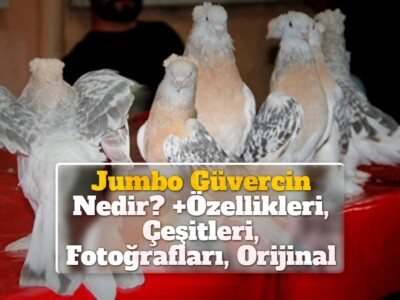Jumbo Güvercin Nedir? +Özellikleri, Çeşitleri, Fotoğrafları, Orijinal