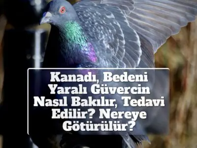 Kanadı, Bedeni Yaralı Güvercin Nasıl Bakılır, Tedavi Edilir? Nereye Götürülür?