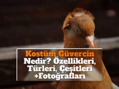 Kostüm Güvercin Nedir? Özellikleri, Türleri, Çeşitleri +Fotoğrafları