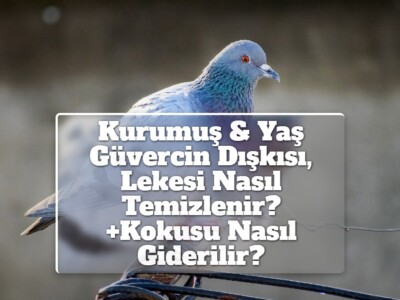 Kurumuş & Yaş Güvercin Dışkısı, Lekesi Nasıl Temizlenir? +Kokusu Nasıl Giderilir?