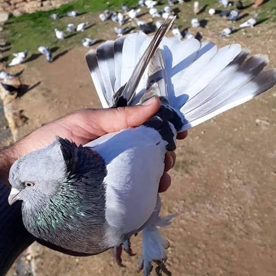 Mardin Güvercini Nedir? +Nasıl Anlaşılır? +İsimleri, Fotoğrafları, Videoları