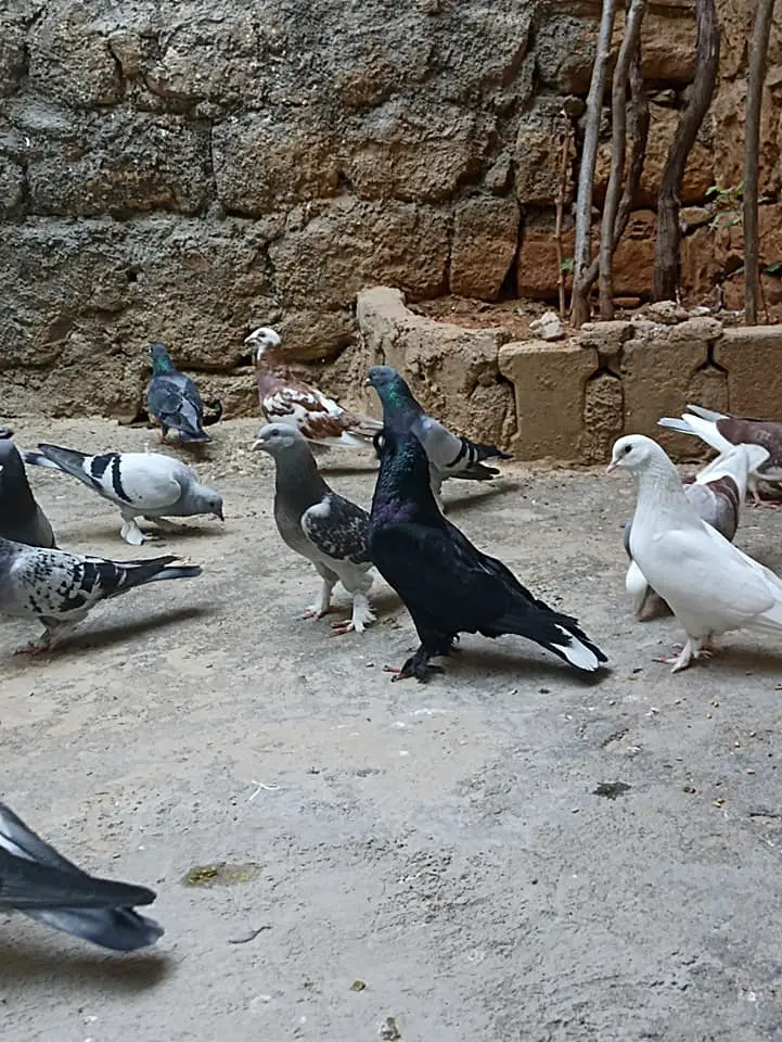 Mardin Güvercini Nedir? +Nasıl Anlaşılır? +İsimleri, Fotoğrafları, Videoları