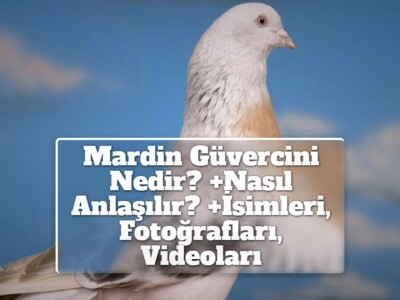 Mardin Güvercini Nedir? +Nasıl Anlaşılır? +İsimleri, Fotoğrafları, Videoları