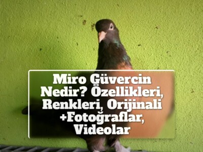 Miro Güvercin Nedir? Özellikleri, Renkleri, Orijinali +Fotoğraflar, Videolar
