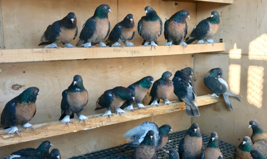 Miro Güvercin Nedir? Özellikleri, Renkleri, Orjinali +Fotoğraflar, Videolar