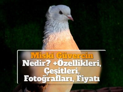 Miski Güvercin Nedir? +Özellikleri, Çeşitleri, Fotoğrafları, Fiyatı